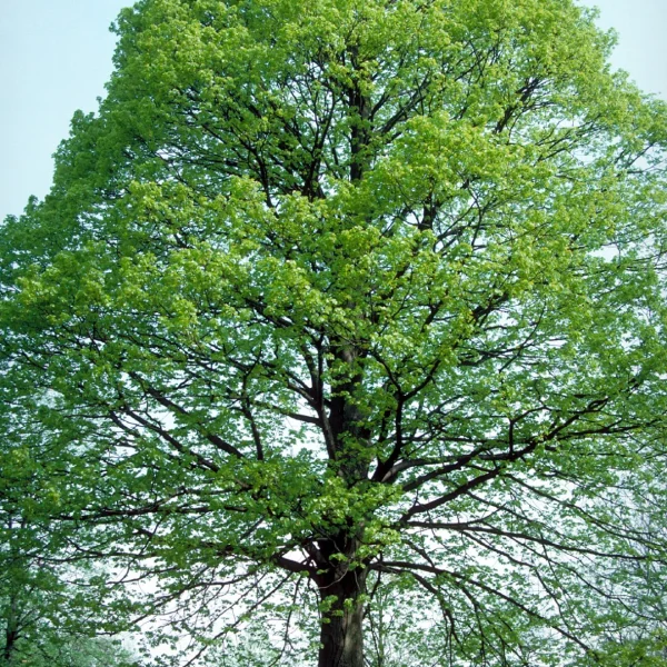 Tilia americana – Tilleul noir, Tilleul d' Amérique