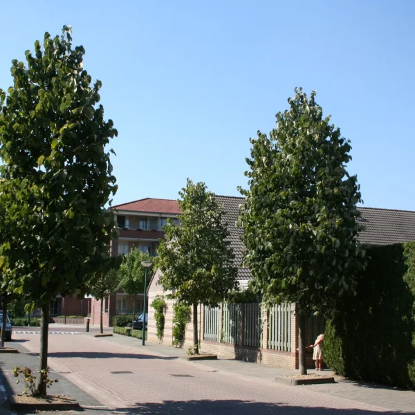 Tilia americana 'Moltkei' – Tilleul de von Moltke