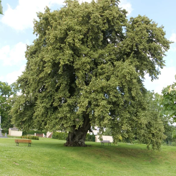 Tilia cordata – Tilleul à petites feuilles, Tilleul d'hiver
