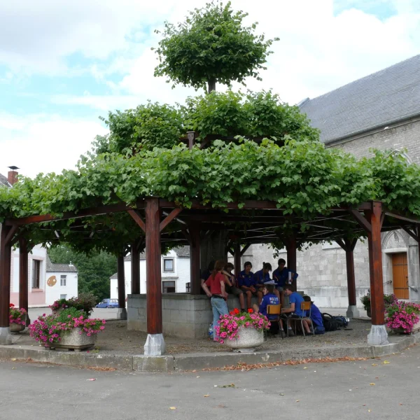 Tilia ×europaea – Tilleul intermédiaire, Tilleul hybride