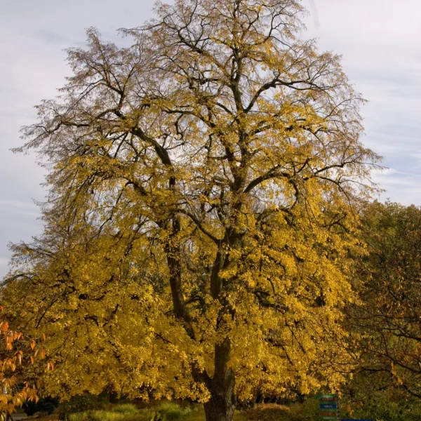 Tilia ×europaea 'Euchlora' – Tilleul d Crimeé