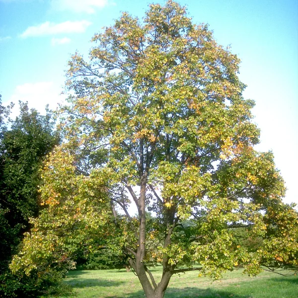 Tilia mongolica – Tilleul de Mongolie, Tilleul à feuilles de vigne