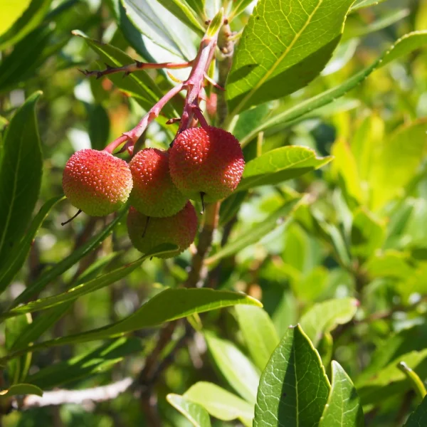 Arbutus unedo – Arbousier aux fraises