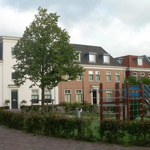 Tilia tomentosa 'Szeleste' – Tilia tomentosa 'Szeleste'