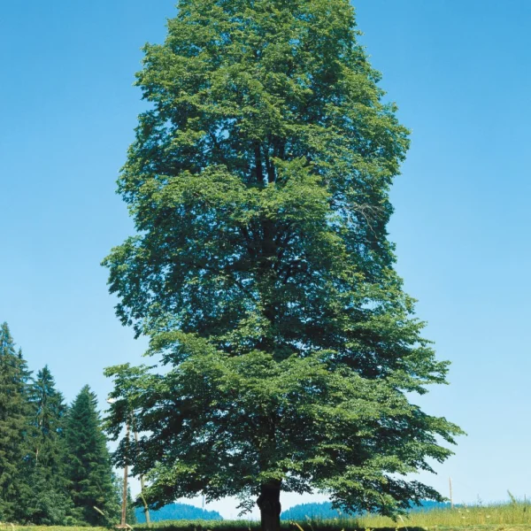 Ulmus glabra – Orme de Montagne, Orme blanc
