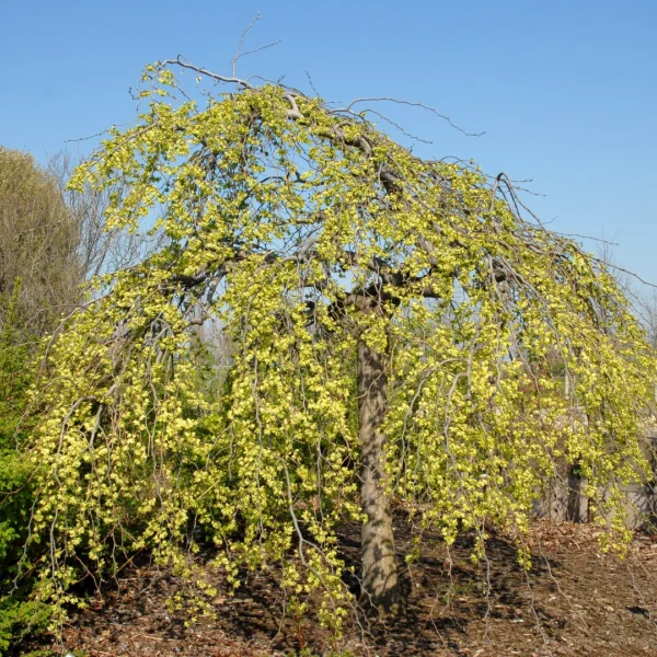 Ulmus glabra 'Pendula' – Orme pleureur