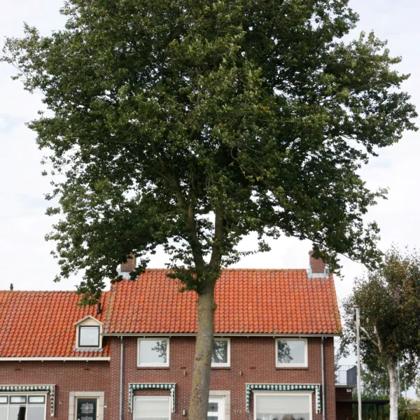 Ulmus ×hollandica 'Groeneveld' – Ulmus ×hollandica 'Groeneveld'