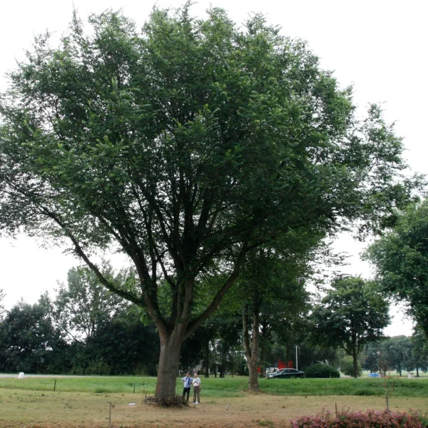Ulmus 'Dodoens' – Ulmus 'Dodoens'