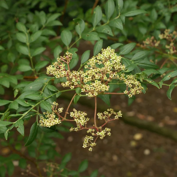 Zanthoxylum piperitum – Zanthoxylum piperitum