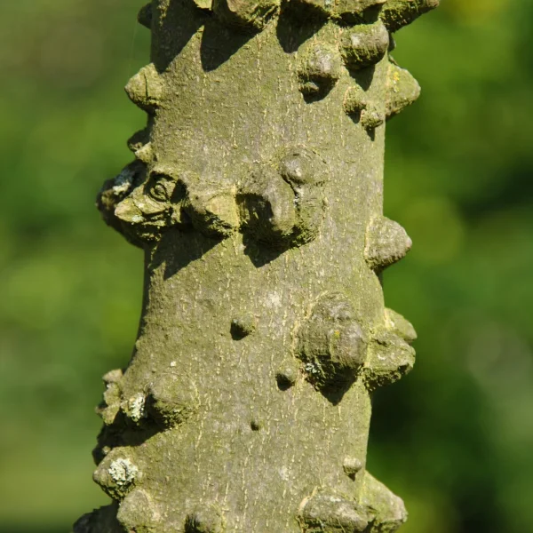 Zanthoxylum schinifolium – Zanthoxylum schinifolium