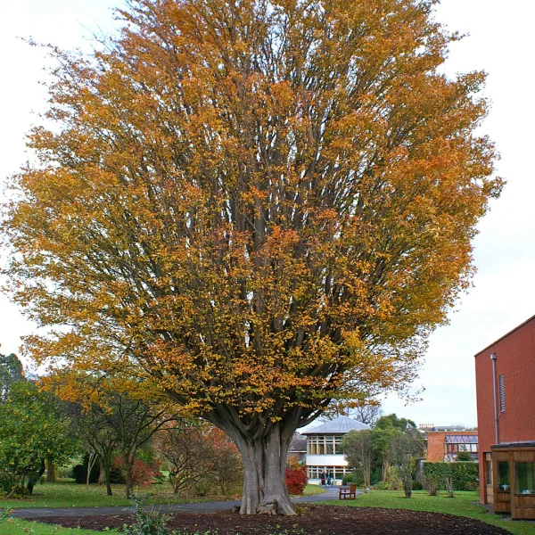Zelkova carpinifolia – Orme de Caucase