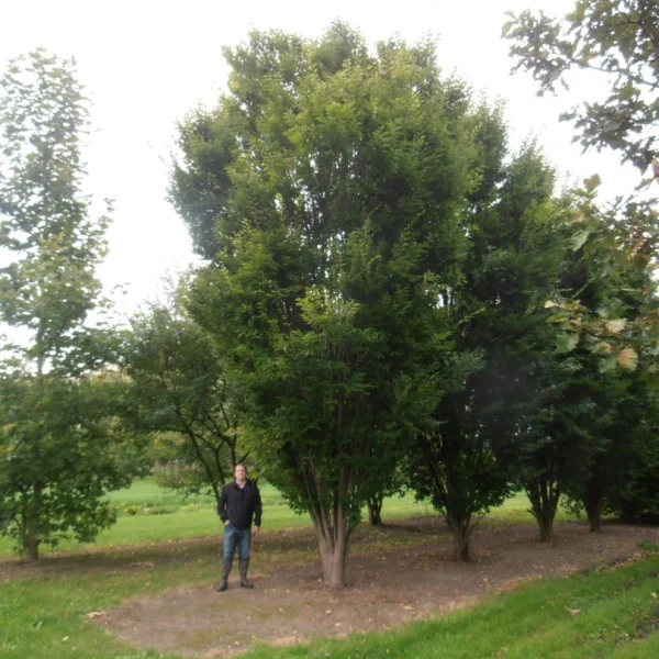 Zelkova carpinifolia 'Pyramidalis' – Zelkova carpinifolia 'Pyramidalis'