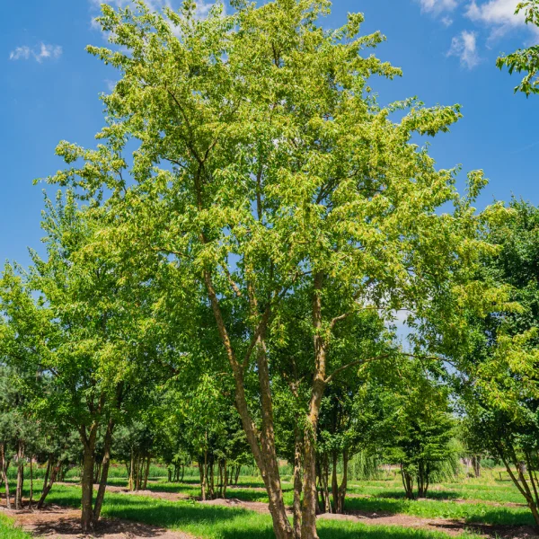 Acer buergerianum – Érable trident, Érable de Bürger