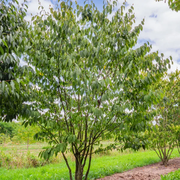 Acer carpinifolium &ndash; Acer carpinifolium