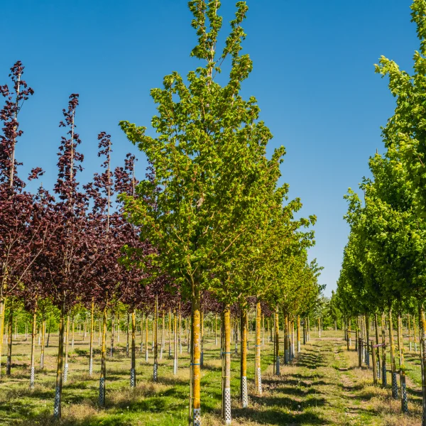 Acer cappadocicum 'Rubrum' &ndash; Acer cappadocicum 'Rubrum'