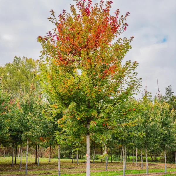 Acer ×freemanii AUTUMN BLAZE ('Jeffersred') &ndash; #N/A