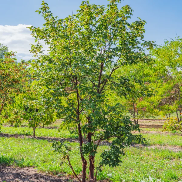 Acer griseum &ndash; Érable gris