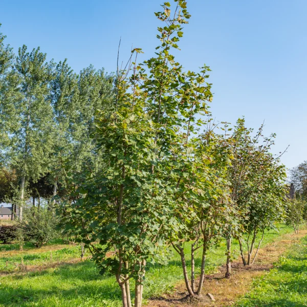 Acer opalus &ndash; Érable à feuilles d’Obier