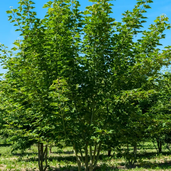 Acer rufinerve &ndash; Érable jaspé de gris