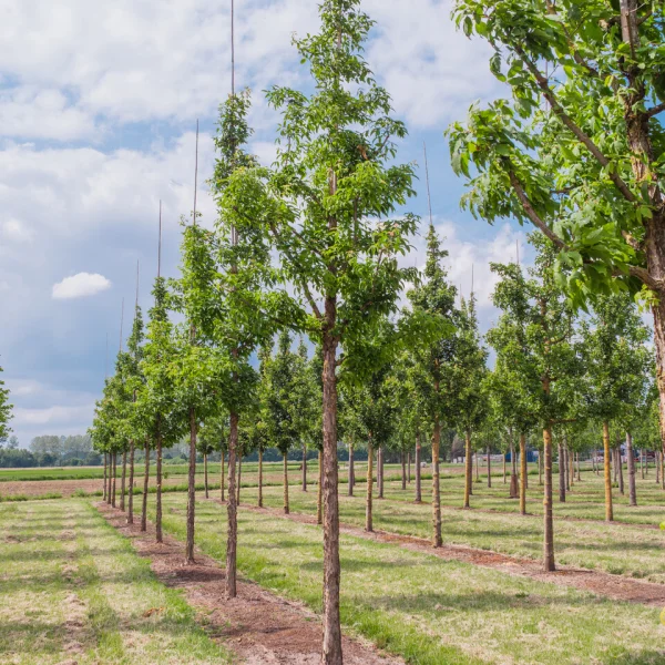 Acer triflorum &ndash; Érable à trois fleurs