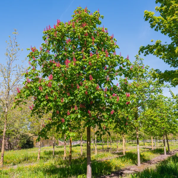 Aesculus ×carnea &ndash; Marronnier rouge