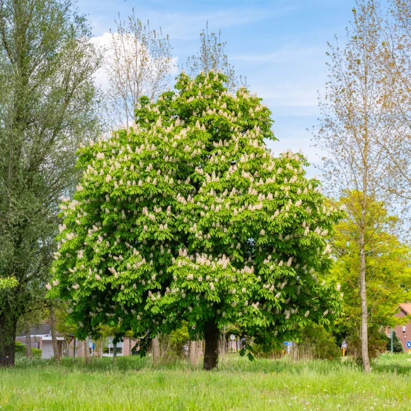 Aesculus hippocastanum &ndash; Marronnier d'Inde