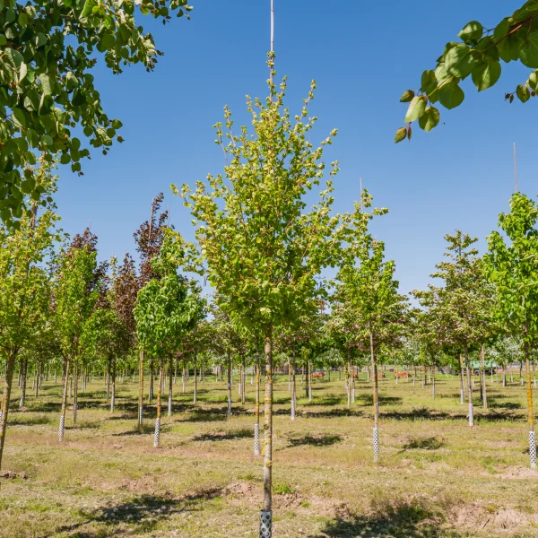 Alnus incana 'Aurea' &ndash; Alnus incana 'Aurea'