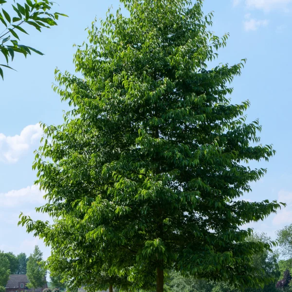 Alnus ×spaethii 'Spaeth' – Aulne de Spaeth