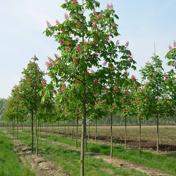 Aesculus ×carnea – Marronnier rouge