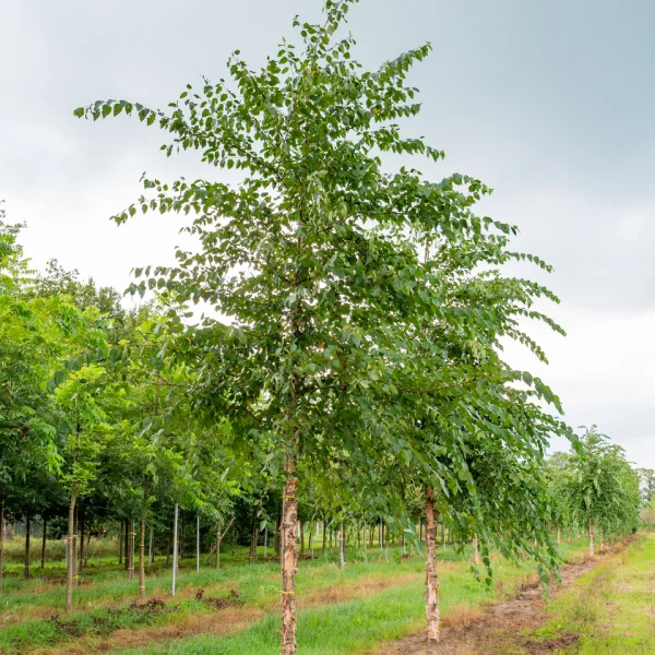 Betula nigra &ndash; Bouleau noir, Bouleau des rivières
