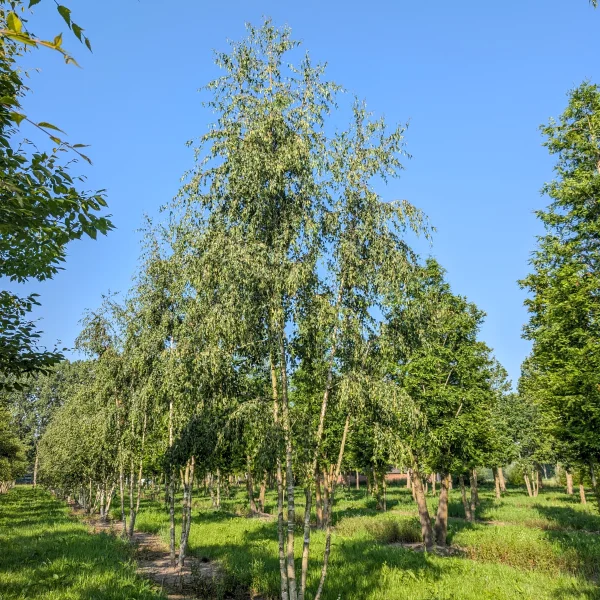 Betula pendula 'Laciniata' &ndash; Bouleau lacinié