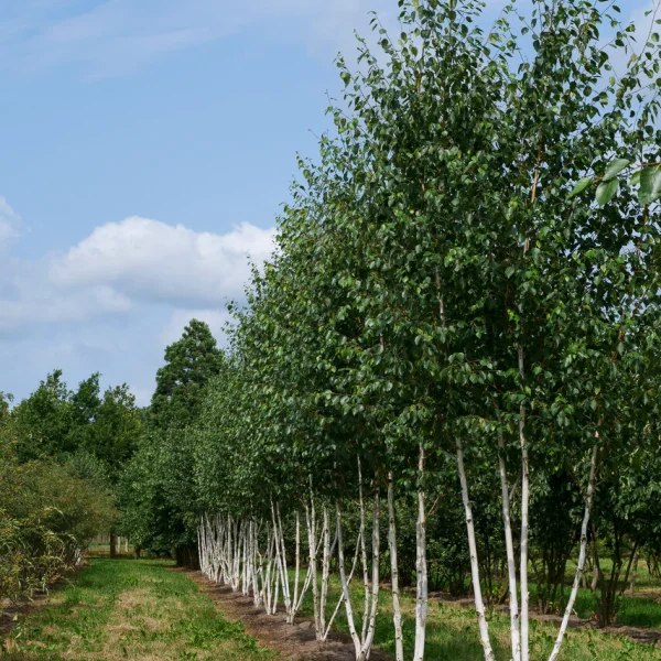 Betula utilis var. jacquemontii &ndash; Bouleau de l'Himalaya à écorce blanche