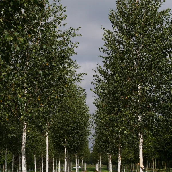 Betula utilis var. jacquemontii – Bouleau de l'Himalaya à écorce blanche