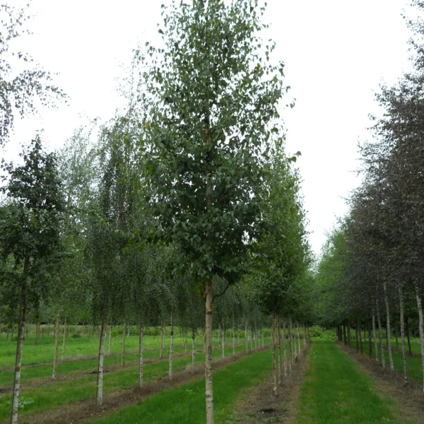Betula ermanii – Bouleau d'Erman