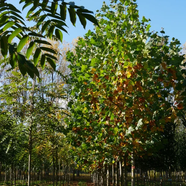 Platanus ×hispanica 'El Gordo' – Platanus ×hispanica 'El Gordo'
