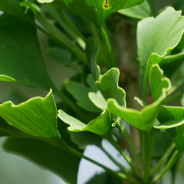 Ginkgo biloba 'Obelisk' – Ginkgo biloba 'Obelisk'