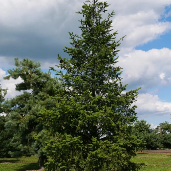 Pseudotsuga menziesii – Sapin de douglas, Sapin l'Oregon