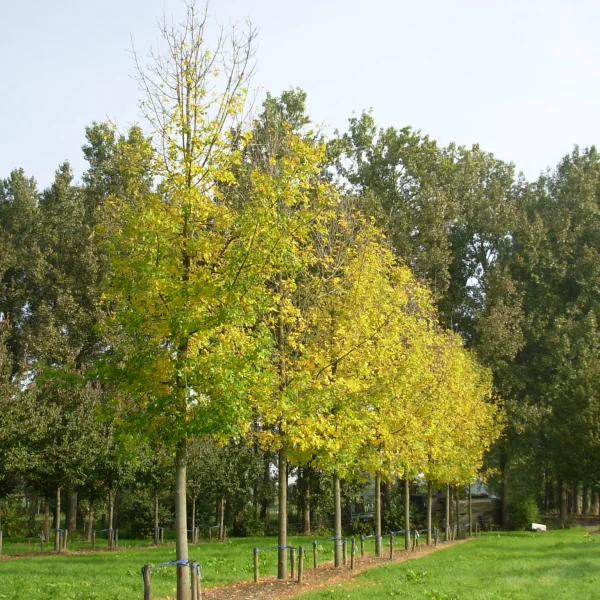 Fraxinus pennsylvanica – Frêne rouge d'Amérique