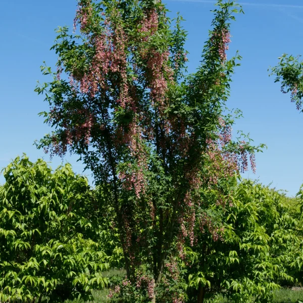 Laburnocytisus adamii – Cytise d‘Adam