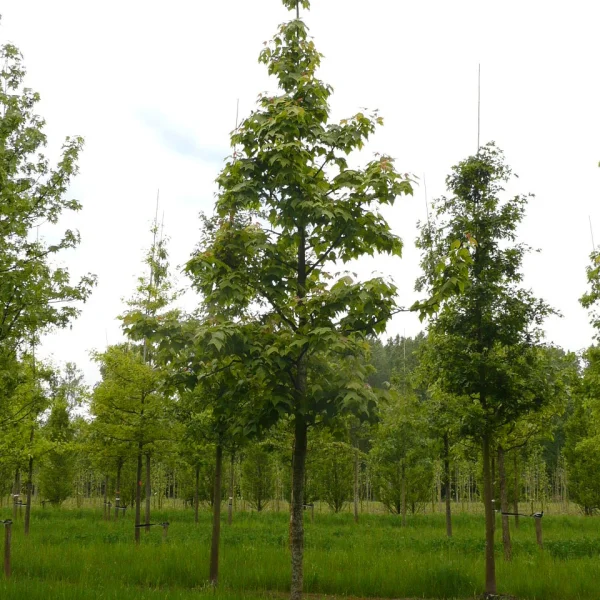 Liquidambar formosana – Copalme de Chine, Liquidambar de Formose
