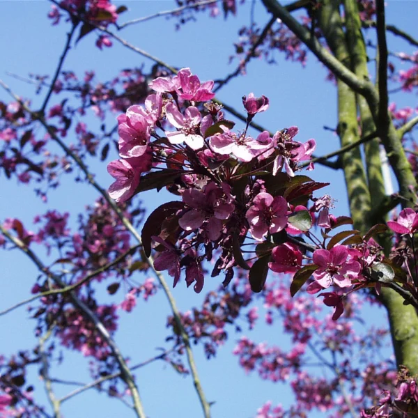 Malus 'Liset' – Malus 'Liset'