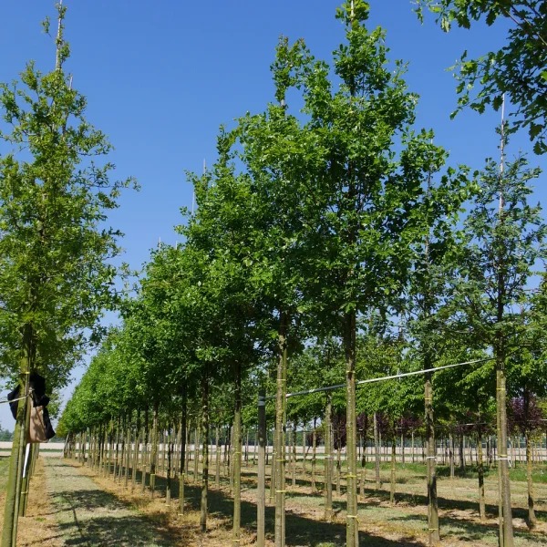 Quercus petraea 'Ryan' – Quercus ×rosacea 'Ryan'