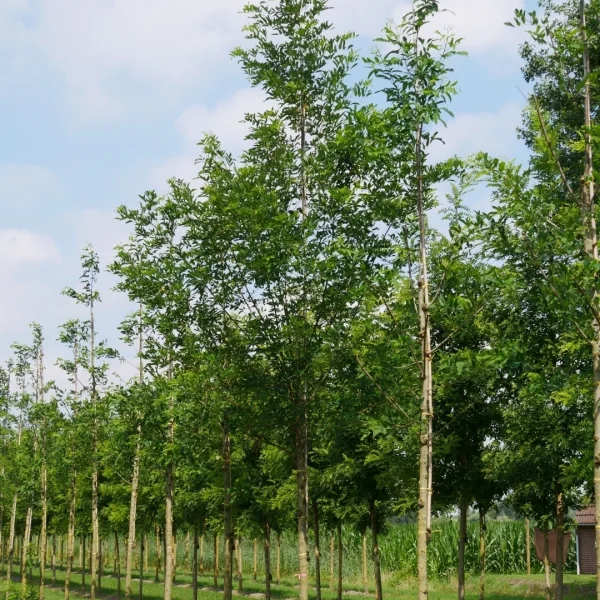 Robinia ambigua 'Decaisneana' – Robinia ambigua 'Decaisneana'
