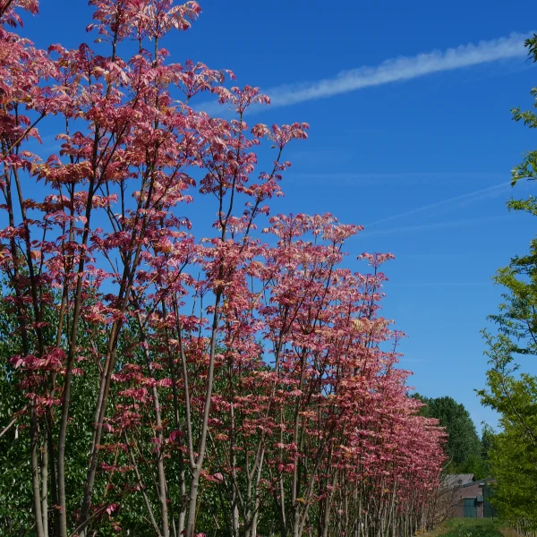 Toona sinensis – Cédrèle de Chine