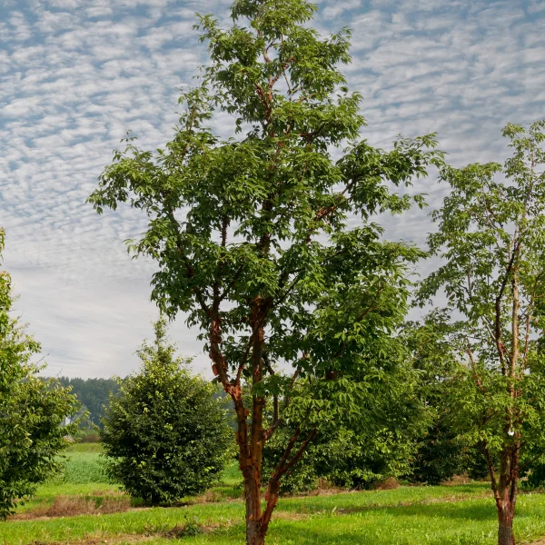 Acer griseum – Érable gris