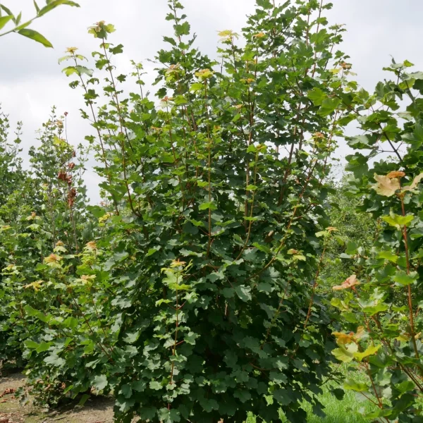 Acer opalus – Érable à feuilles d’Obier