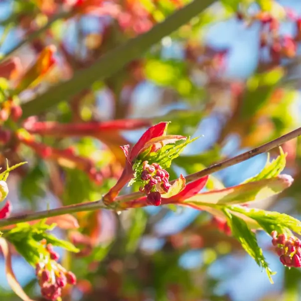 Acer palmatum – Érable du Japon