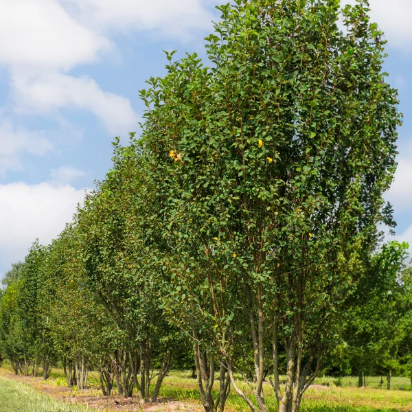 Amelanchier alnifolia 'Obelisk' – Amelanchier alnifolia 'Obelisk'