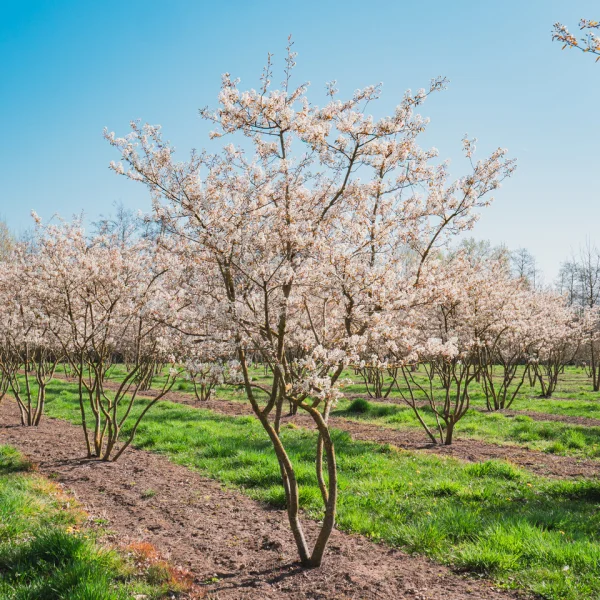 Amelanchier lamarckii – Néflier des rochers