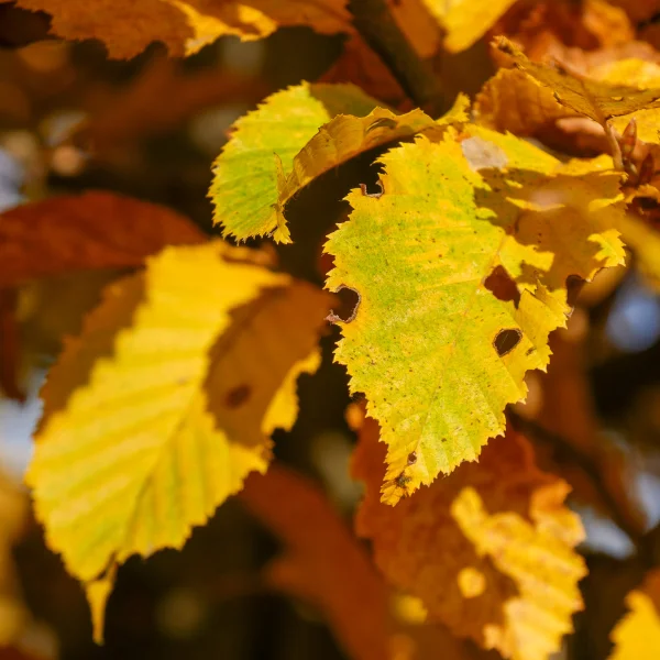 Carpinus betulus – Charme commun, Charme d'Europe